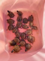 Three Toed Box turtles 2020 2.jpg