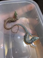 abronia 1.jpg