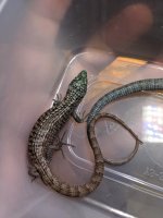 abronia 2.jpg