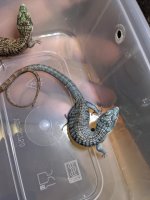 abronia 3.jpg