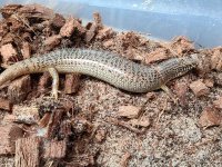 skinks10.jpg
