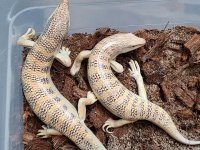 skinks15.jpg