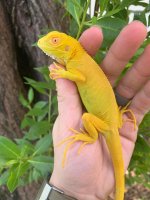 albinoiguana.jpg