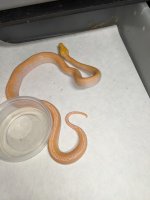 PXL_20201117_062548684.jpg