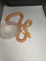 PXL_20201117_062538576.jpg