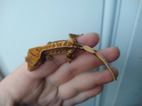 IMG_20201115_155428023.jpg