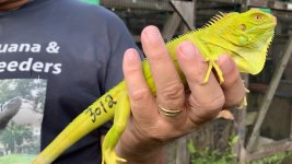 2019 Hypo Iguana 2 Jpj.jpg