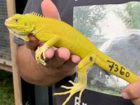 2019 Hypo Iguana 3 Jpg.jpg