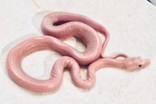 0.1 2020 Albino Leucistic.jpg