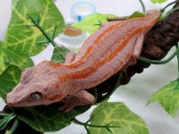 #GR31820, Female, 15g, $400 - Copy.jpg