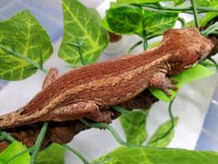 #GT12259, Female, 15g, $300 - Copy.jpg
