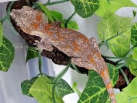 #GR13020, visable Pores, 9g, $300 - Copy.jpg