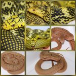 PicCollageMaker_202082216562122.jpg