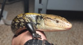 1.0 Face.jpg 1.0 Face.jpg