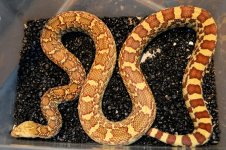 Sonoran Female c.b 20151.jpg