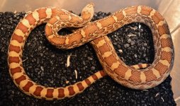 lajitas red tails - 2.jpg