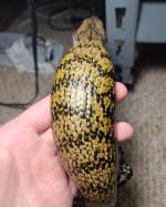 1.0 Body.jpg 1.0 Body.jpg