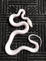 0.1 2020 Albino Leucistic.jpg