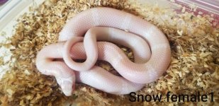 snow1.jpg