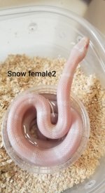 snow2.jpg