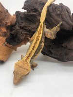 BoAs4.jpg