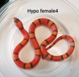 hypof4.jpg