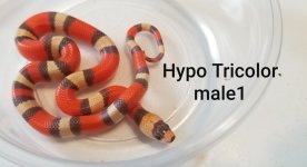 hypom1.jpg