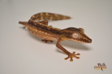 Linedleafgecko.jpg