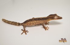 linedleafgecko1.jpg