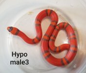 hypom3.jpg