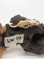 LW10.jpg