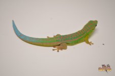 bluetaileddaygecko1.jpg