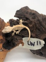 LW11.jpg