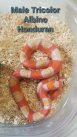 albinotricolor.jpg