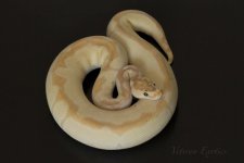 1.0 Banana Enchi Clown FM.jpg