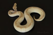 1.0 Banana Enchi Clown FM side.jpg