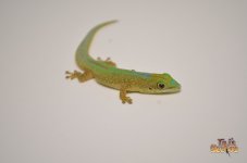 robertmertensdaygecko.jpg