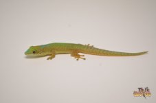 robertmertensdaygecko1.jpg