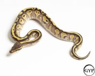 20110320LesserEnchiPHAlbinoF1.jpg