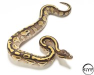 20110320LesserEnchiPHAlbinoF2.jpg