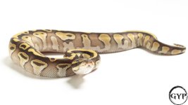 20110320LesserEnchiPHAlbinoF3.jpg