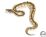 20110320LesserEnchiPHAlbinoF4.jpg
