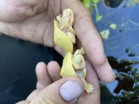 albino 3.jpg
