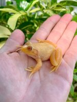 albinobullfrog.jpg
