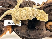 Brosse.jpg