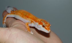 DSC_0412.jpg