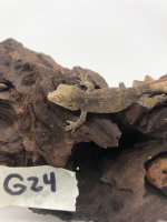 G24.jpg