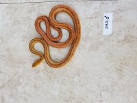 Male Everglades (Sire).jpg