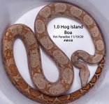hogisland.jpg