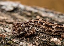 teratolepis fasciatus aka viper gecko.jpg